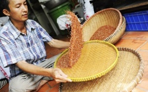 Gạo lứt không có tác dụng chữa bệnh?!